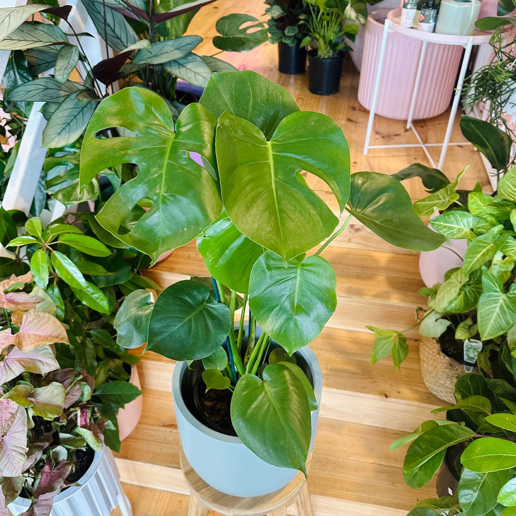 Monstera Deliciosa - 200mm (Pot Combo Option)