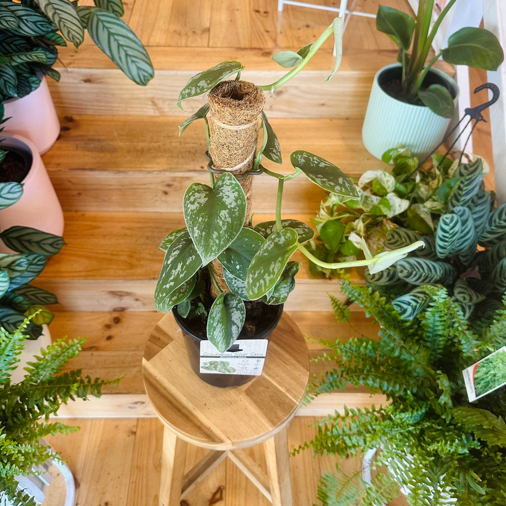 Pothos ‘Silver Satin’ - 170mm