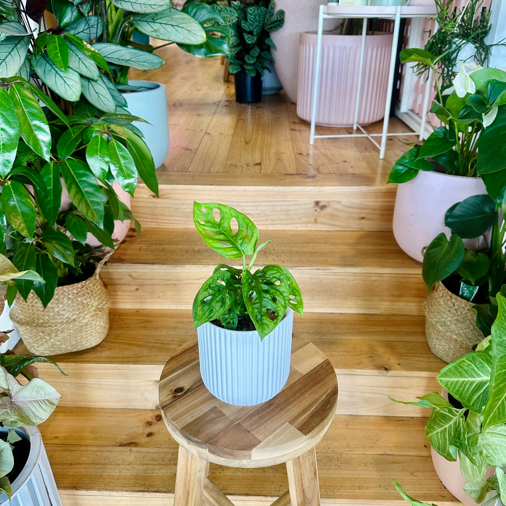Monstera Adansonii/Swiss Cheese Plant 120mm - (Pot Combo Option)