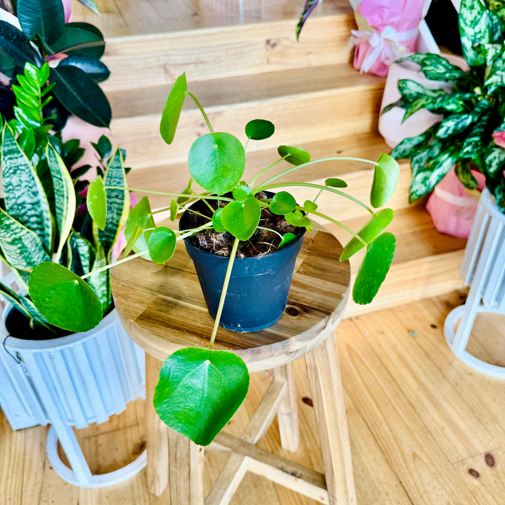 Peperomia Chinese Money Plant - 120mm (Pot Combo Option)