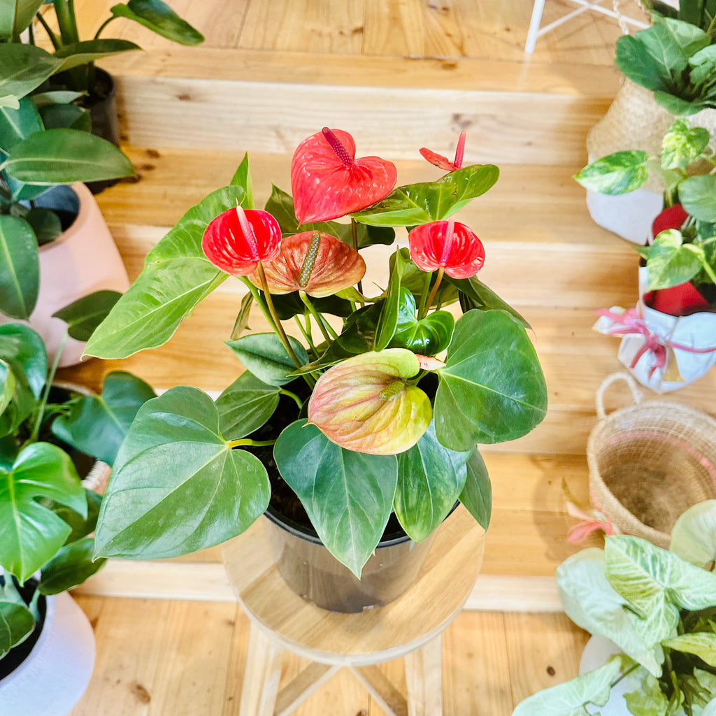 Red Anthurium