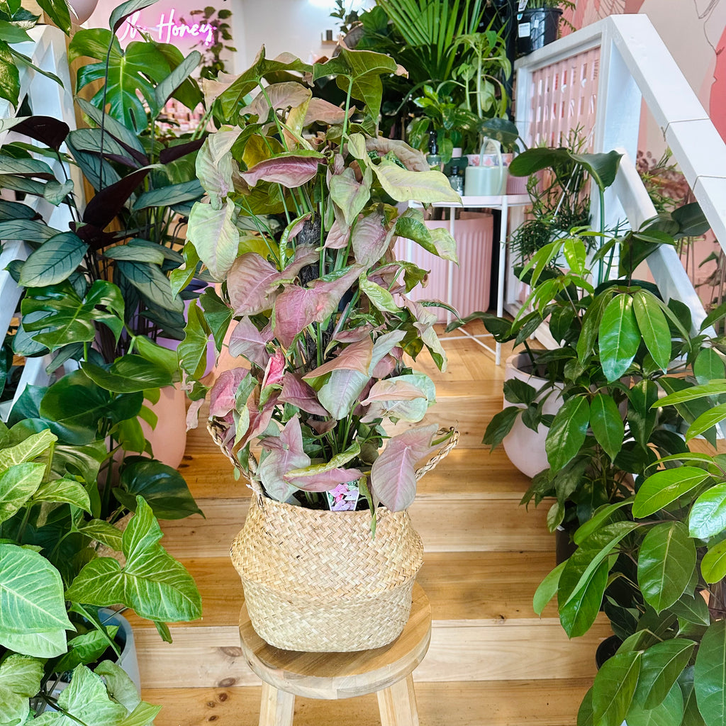 Syngonium Neon - 200mm (Pot Combo Option)