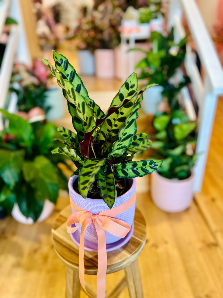Rattlesnake Calathea + Pot GEELONG Mother's Day Gifts Delivery Oh Honey Plants