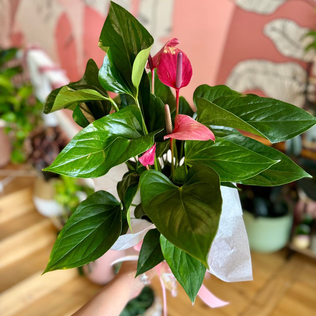 Deep Pink Anthurium 140mm Gift Wrapped