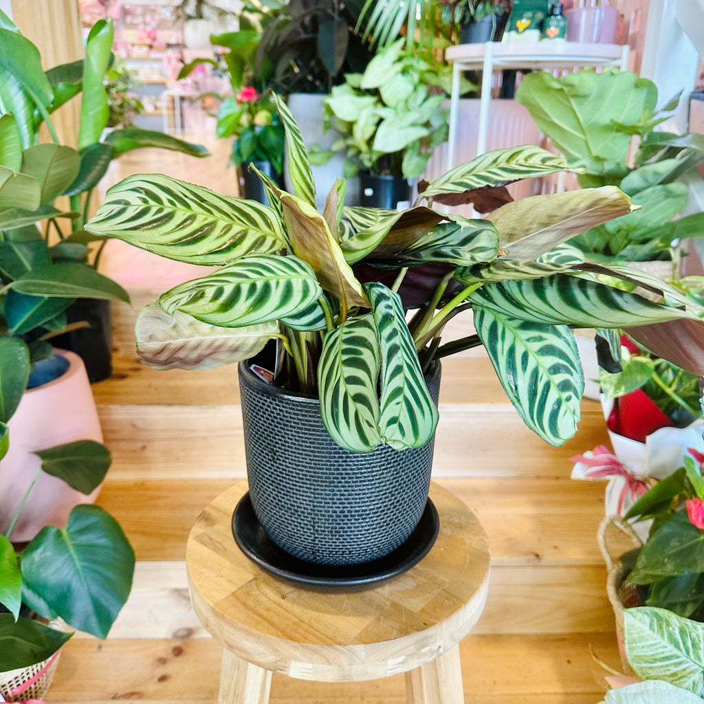 Fishbone Calathea - 140mm (Pot Combo Option)