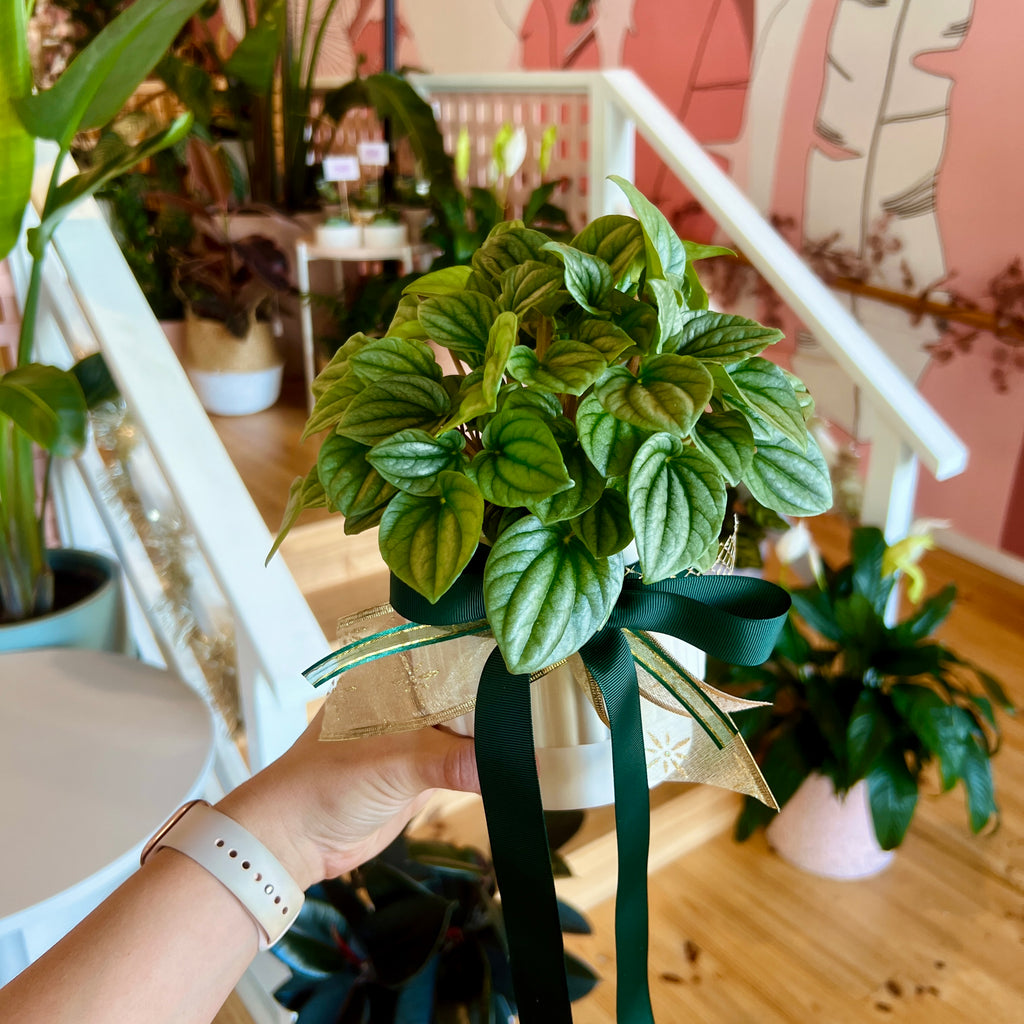 Peperomia Moonlight + Pot Combo 120mm