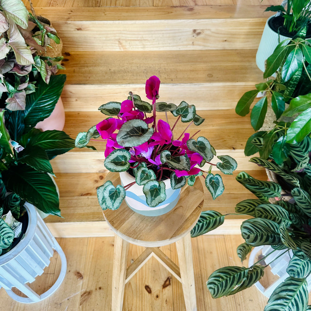 Cyclamen - 140mm (Pot Combo Option)