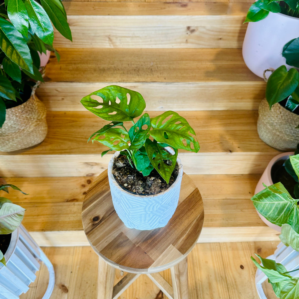 Trailing Plant - 120mm (Pot Combo Option)