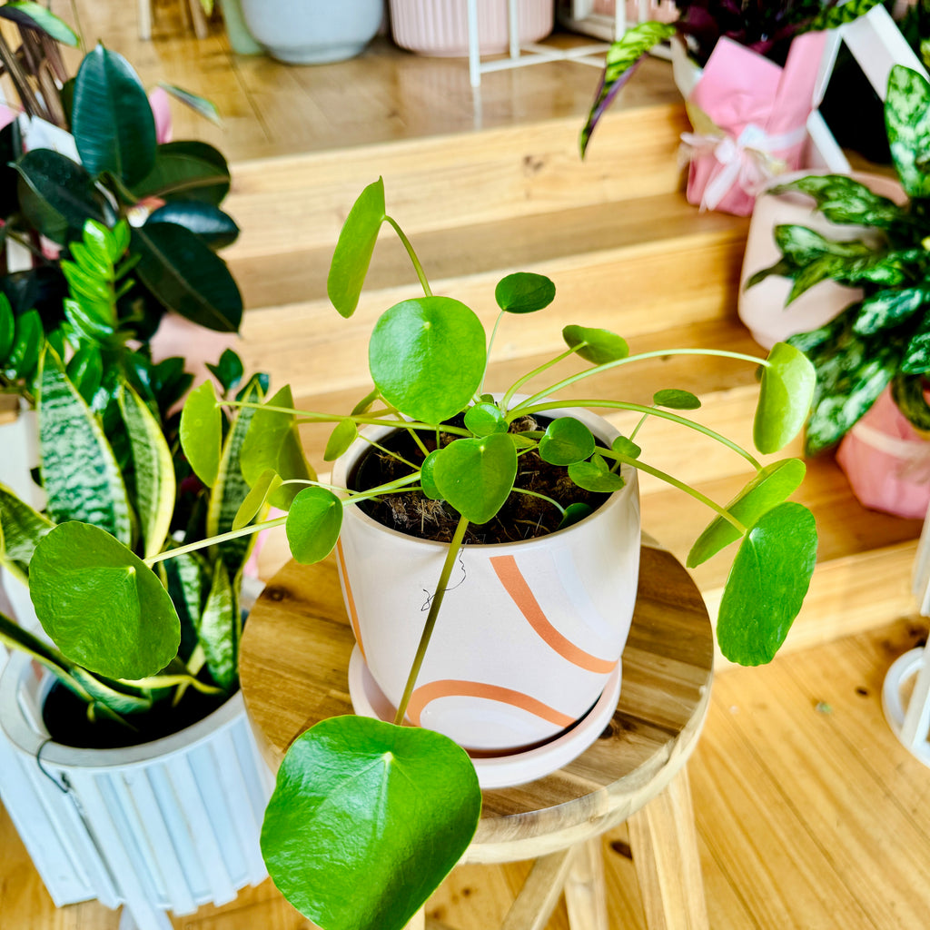 Peperomia Chinese Money Plant - 120mm (Pot Combo Option)
