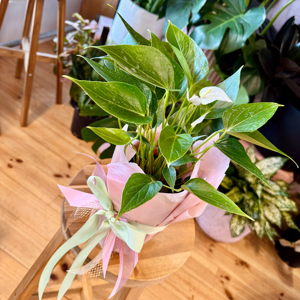 Anthurium 140mm Gift Wrapped