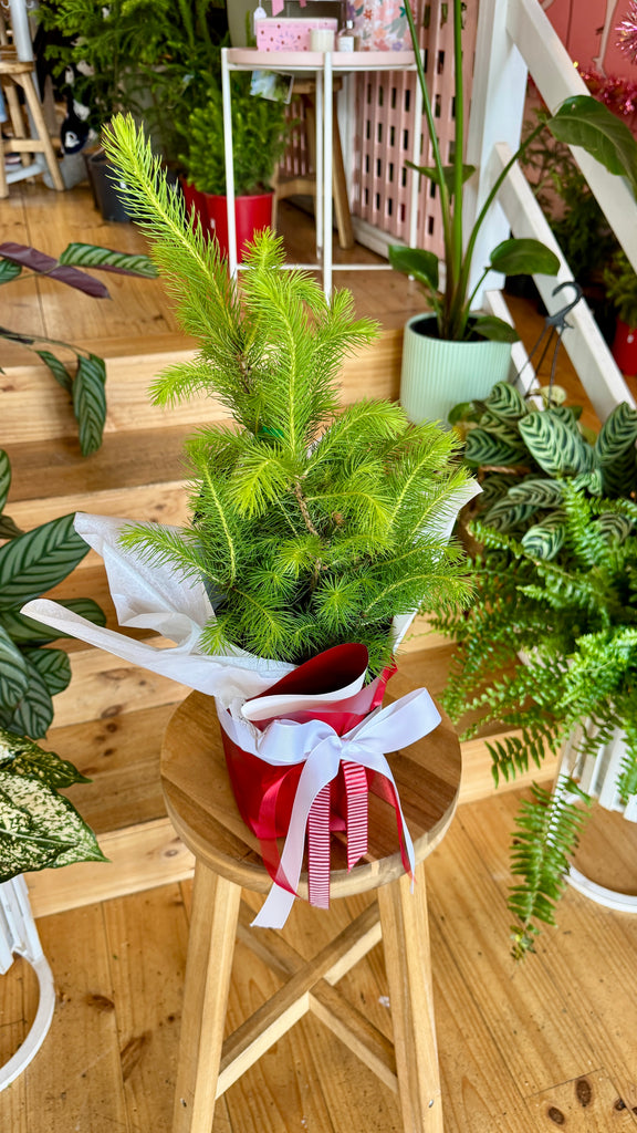 Christmas Tree - Norway Spruce