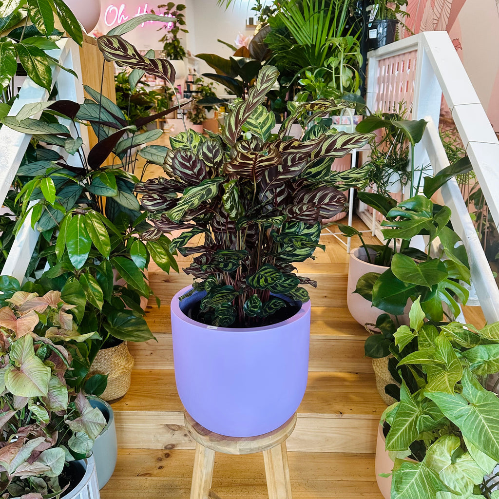 Peacock Calathea - 250mm (Pot Combo Option)