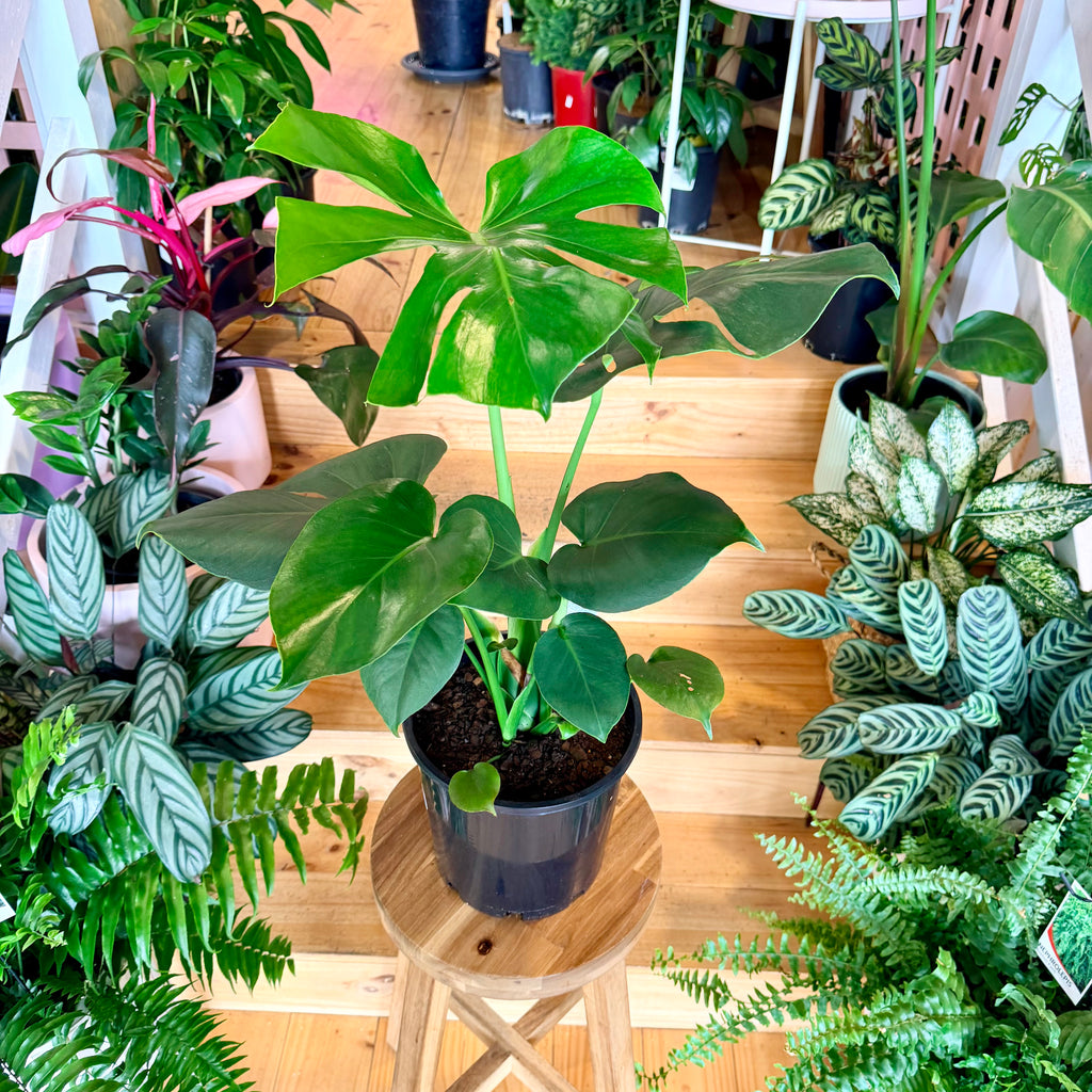 Monstera Deliciosa - 200mm (Pot Combo Option)