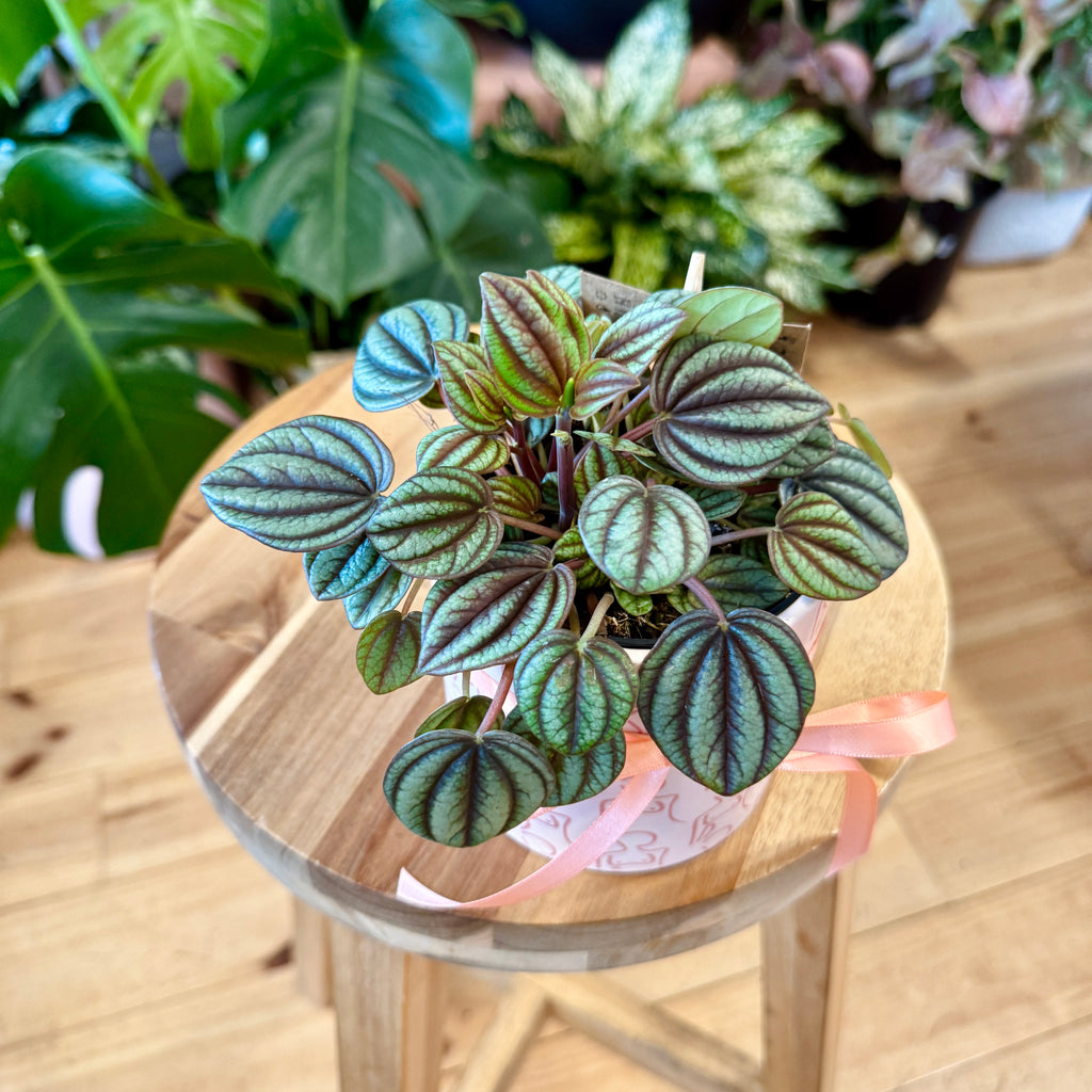 Peperomia Banda 95mm + Pot Combo