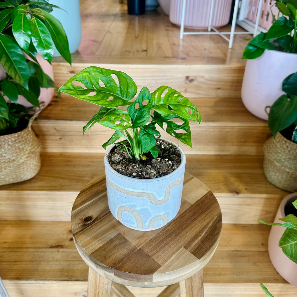 Monstera Adansonii/Swiss Cheese Plant 120mm - (Pot Combo Option)
