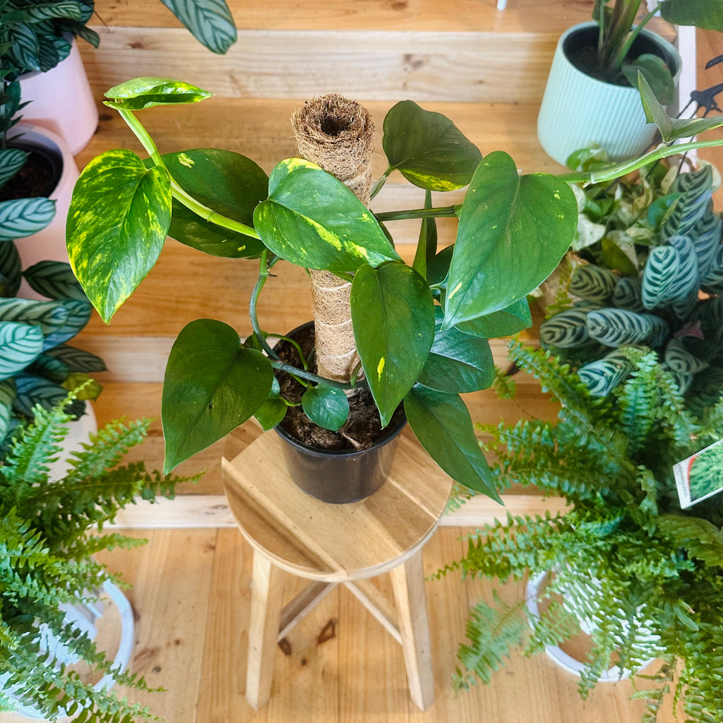 Devil’s Ivy - 170mm