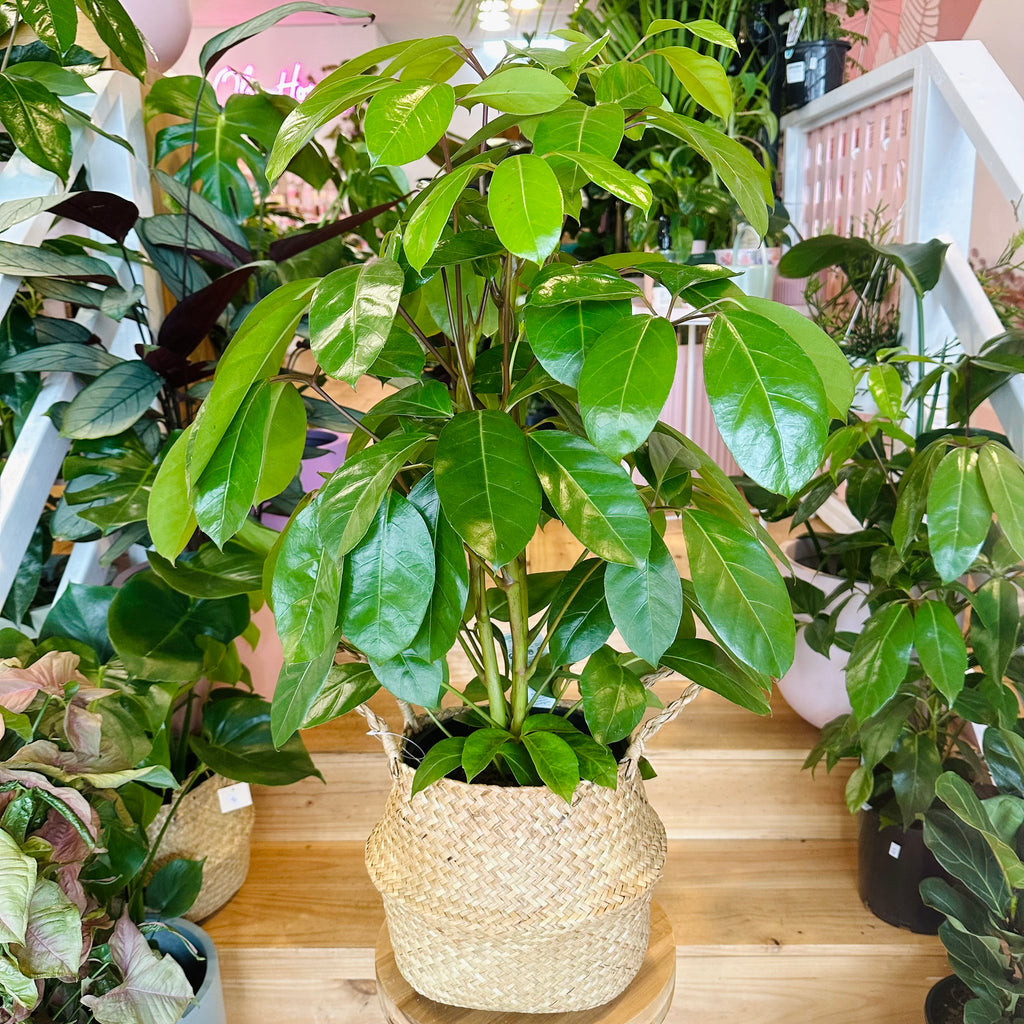 Umbrella Plant - 200mm (Pot Combo Option)