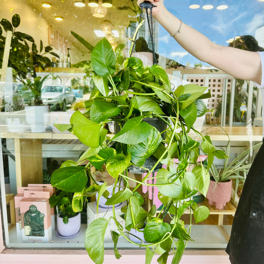 Devils Ivy - Hanging Basket