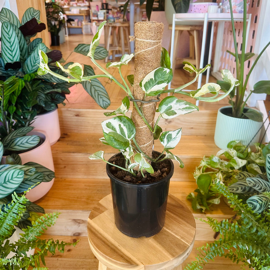 Pothos ‘Snow Queen’ - 170mm