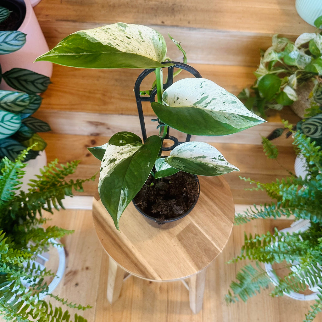 Pothos ‘Snow Queen’ - 130mm (Pot Combo Option)