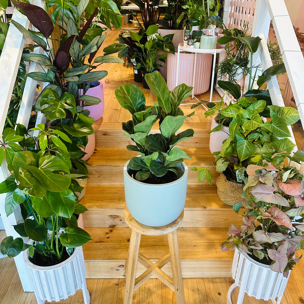 Fiddle Leaf Fig - 200mm (Pot Combo Option)