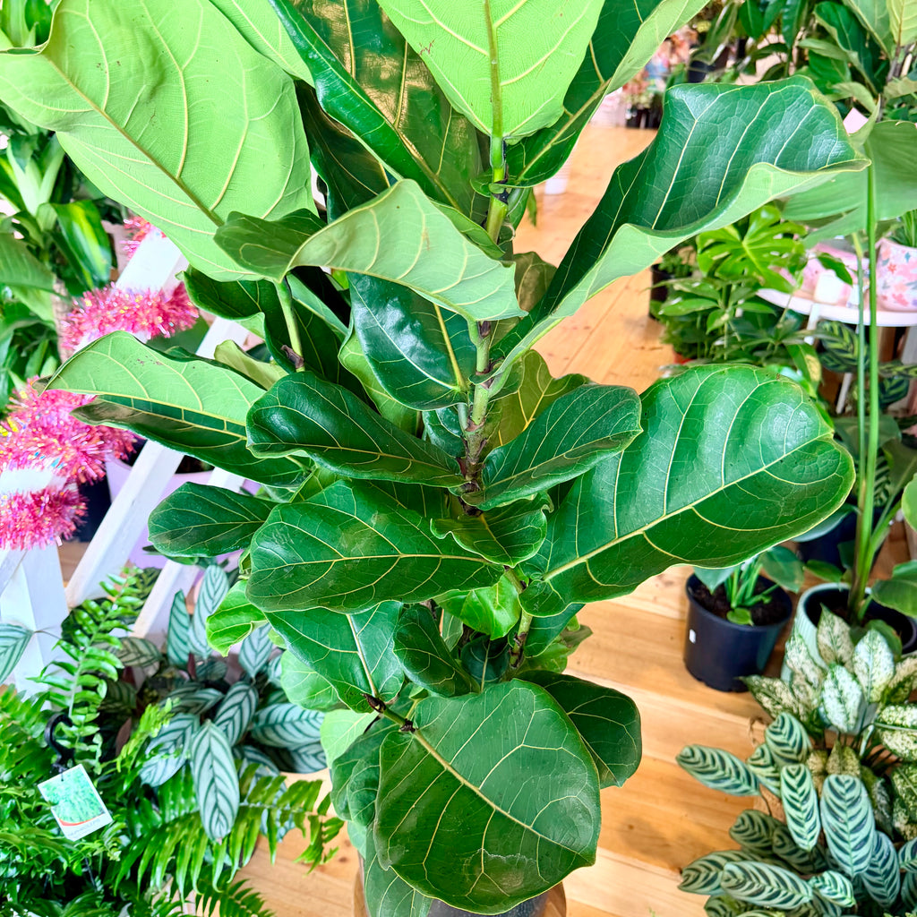 Fiddle Leaf Fig - 300mm (Pot Combo Option)