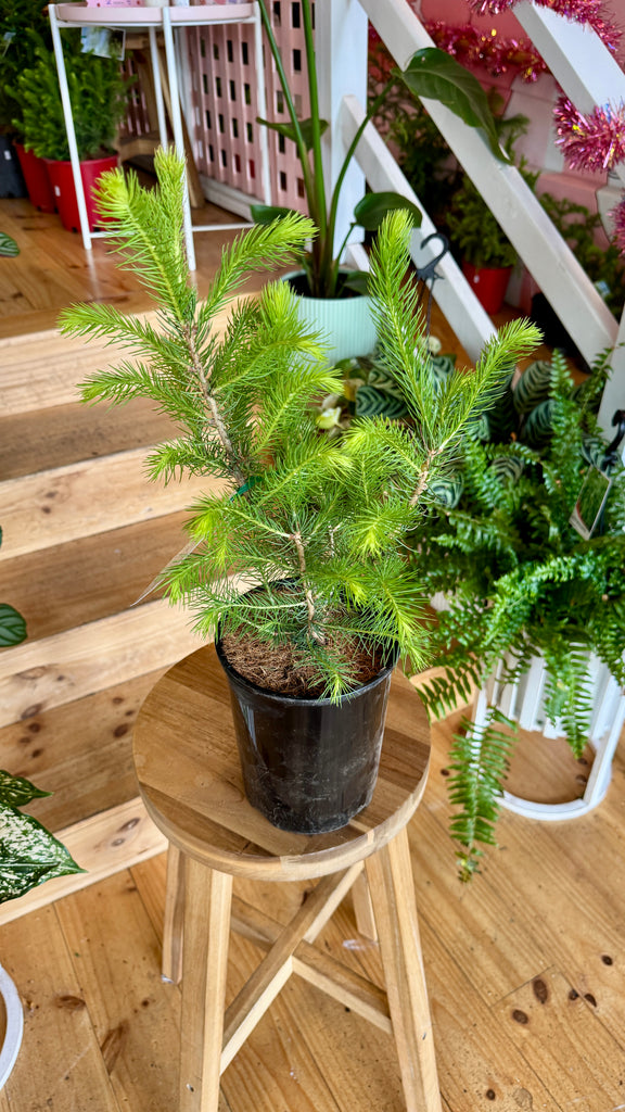 Christmas Tree - Norway Spruce