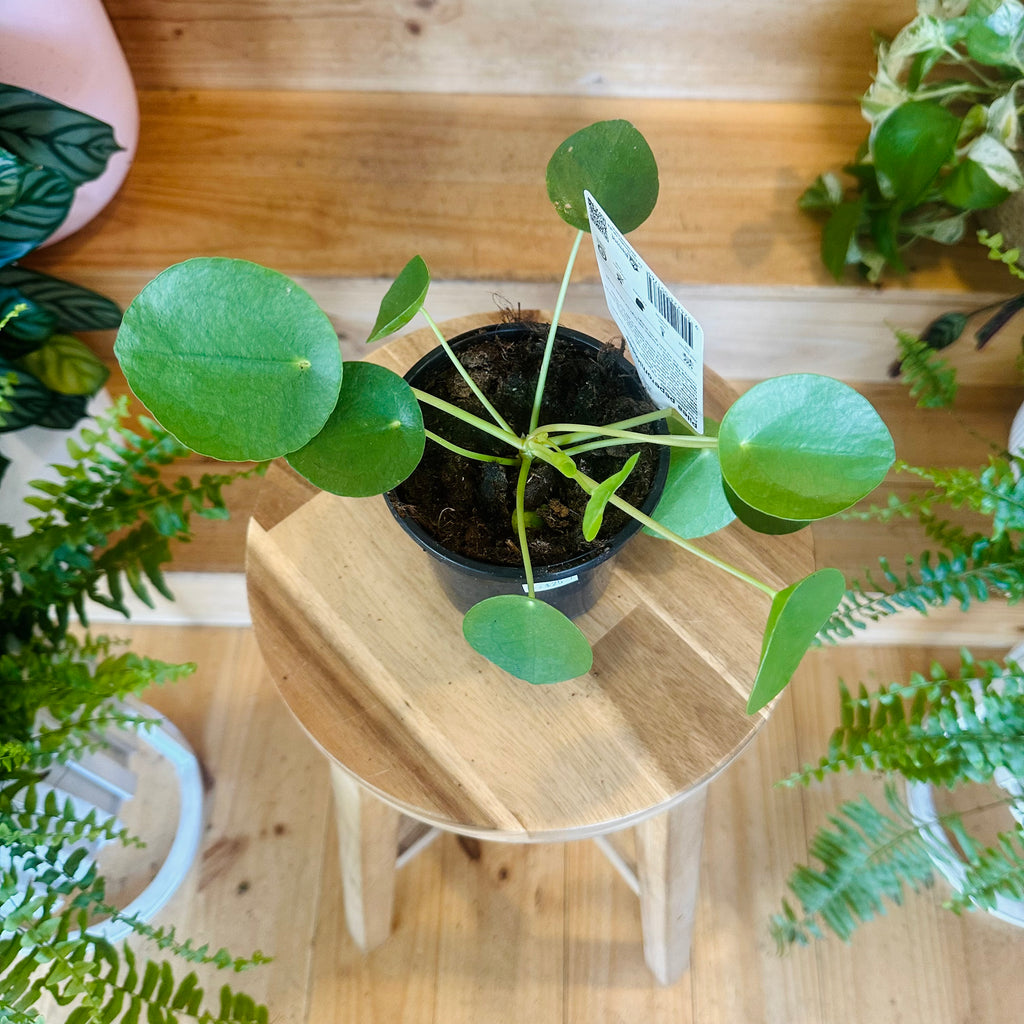 Peperomia ‘Chinese Money Plant’ - 130mm (Pot Combo Option)