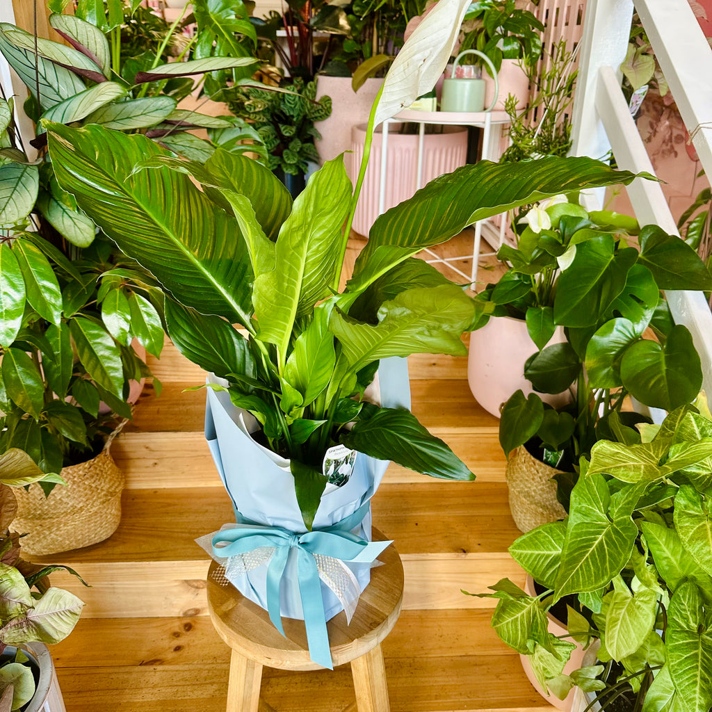 Peace Lily - 200mm (Pot Combo Option)
