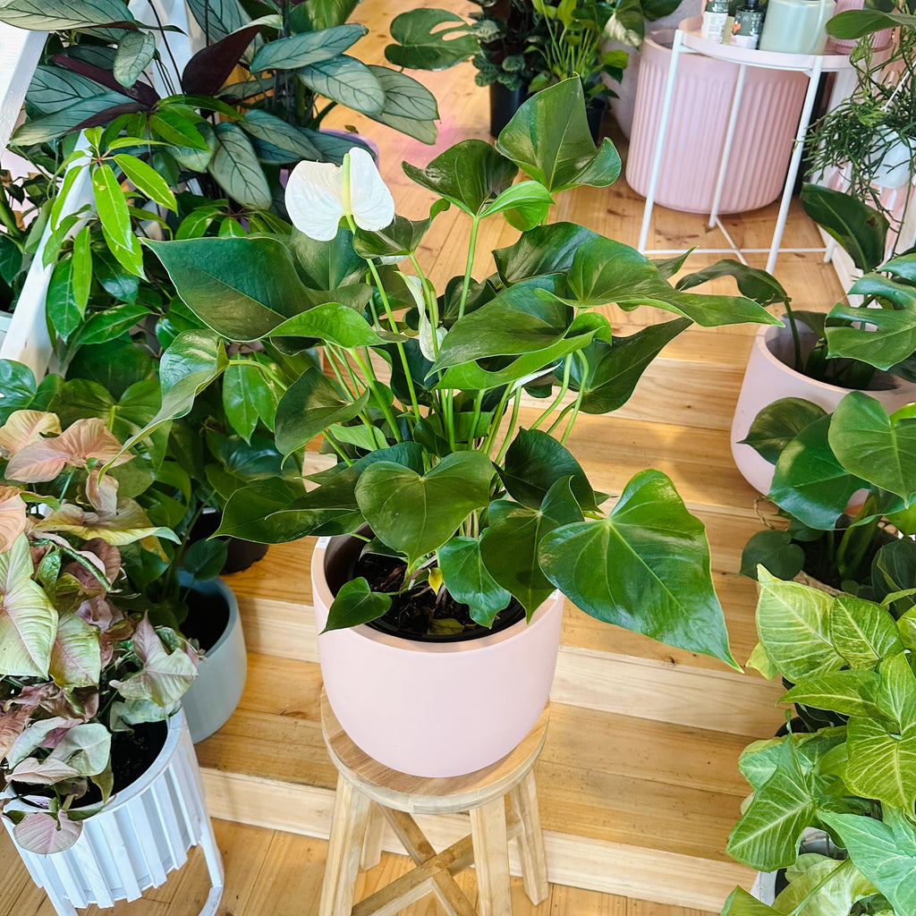 White Anthurium - 200mm (Pot Combo Option)