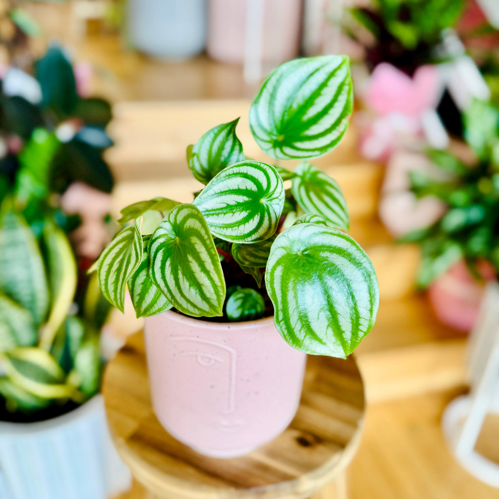 Peperomia Melon Peru - 120mm (Pot Combo Option)