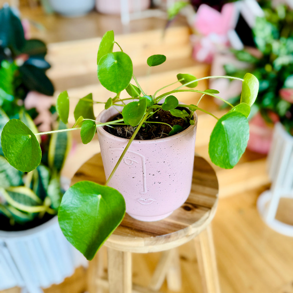 Peperomia Chinese Money Plant - 120mm (Pot Combo Option)