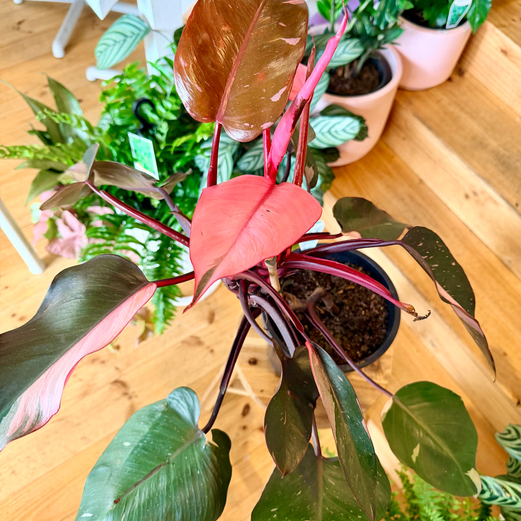 Philodendron ‘Pink Princess’ - 200mm (Pot Combo Option)