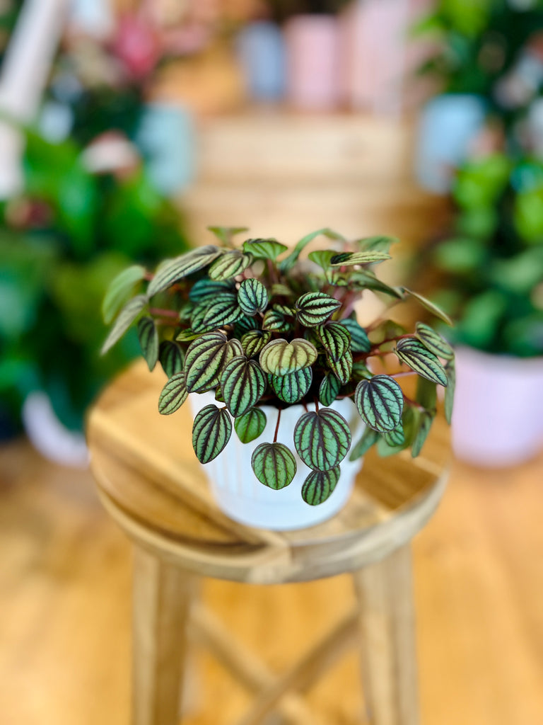 Peperomia Banda 95mm + Pot Combo