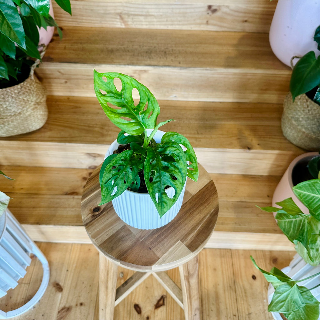 Monstera Adansonii/Swiss Cheese Plant 120mm - (Pot Combo Option)