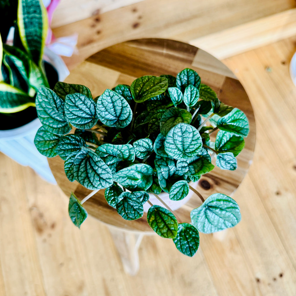 Peperomia Burbella - 95mm (Pot Combo Option)