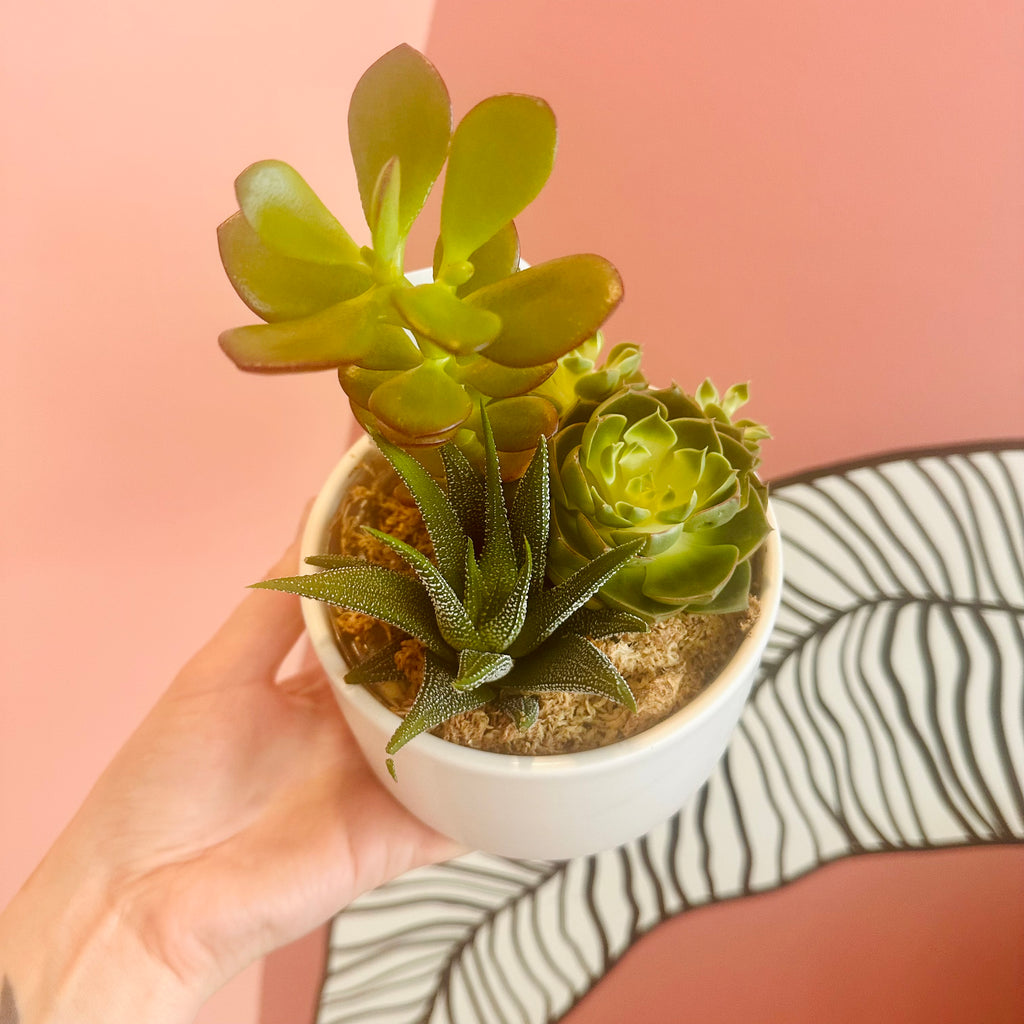 Succulent bowl