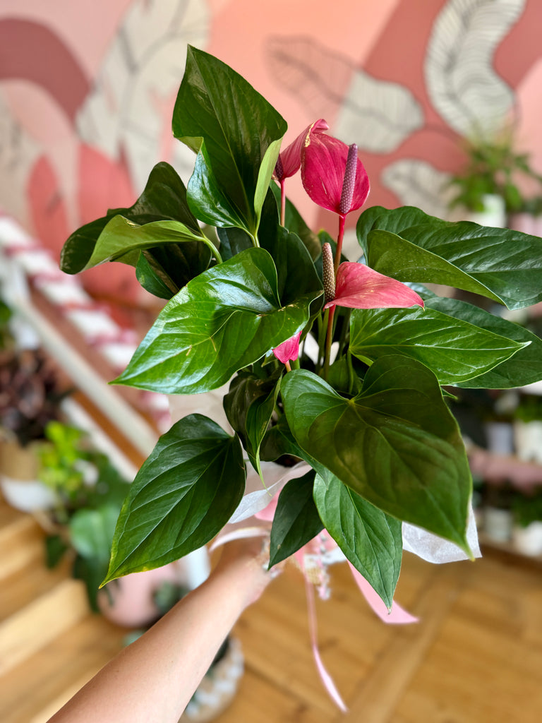 Deep Pink Anthurium 140mm Gift Wrapped