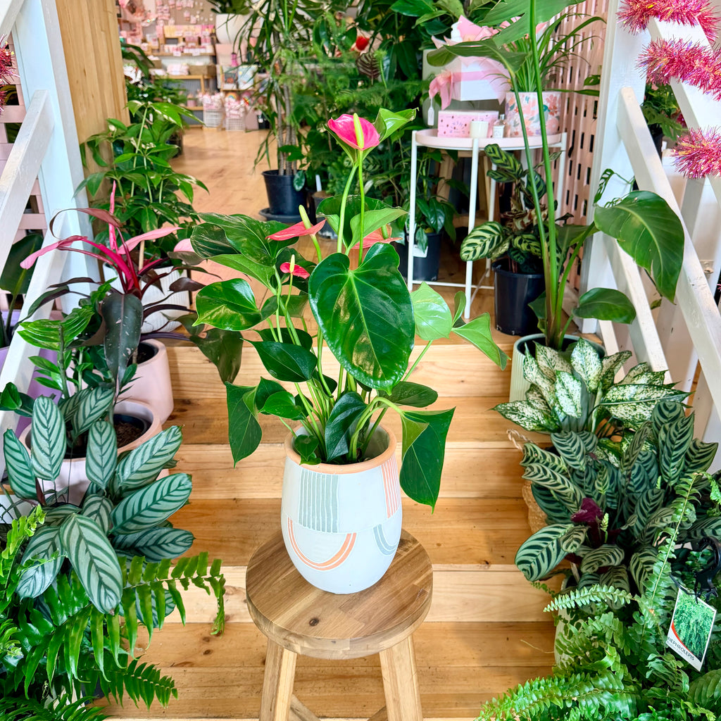 Anthurium (Assorted Colours) - 140mm