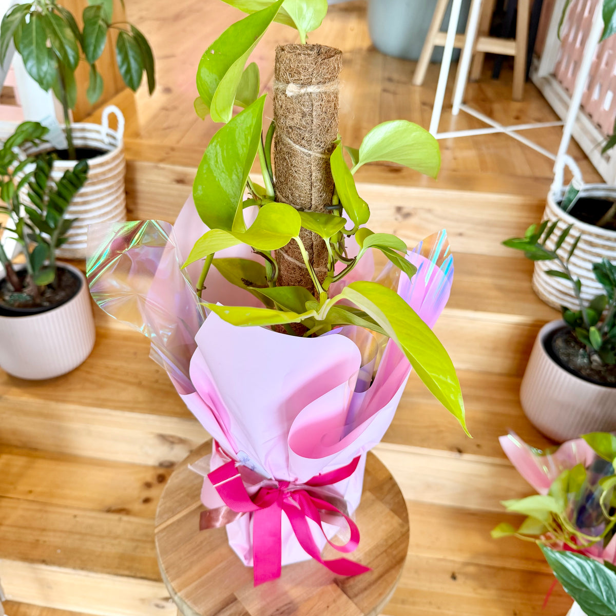 pothos goldilocks Pothos 'Goldilocks Gold' - 170mm