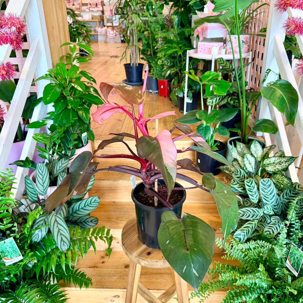 Philodendron ‘Pink Princess’ - 200mm (Pot Combo Option)