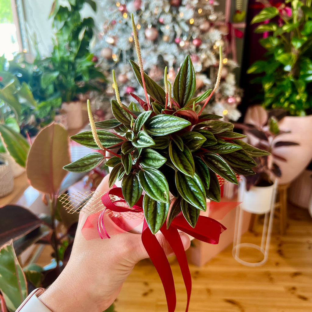 Peperomia Rosso + Pot Combo 95mm
