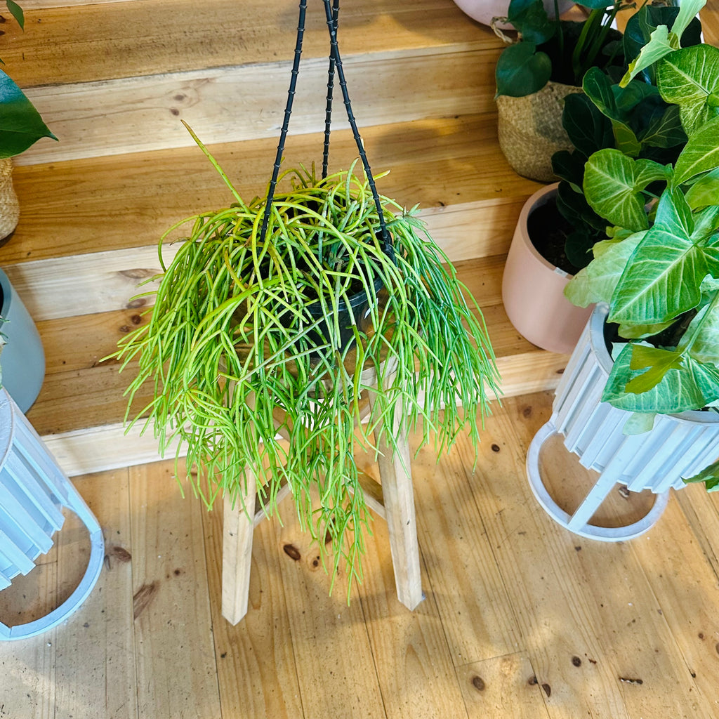 Cactus (Hanging Baskets) - 140mm