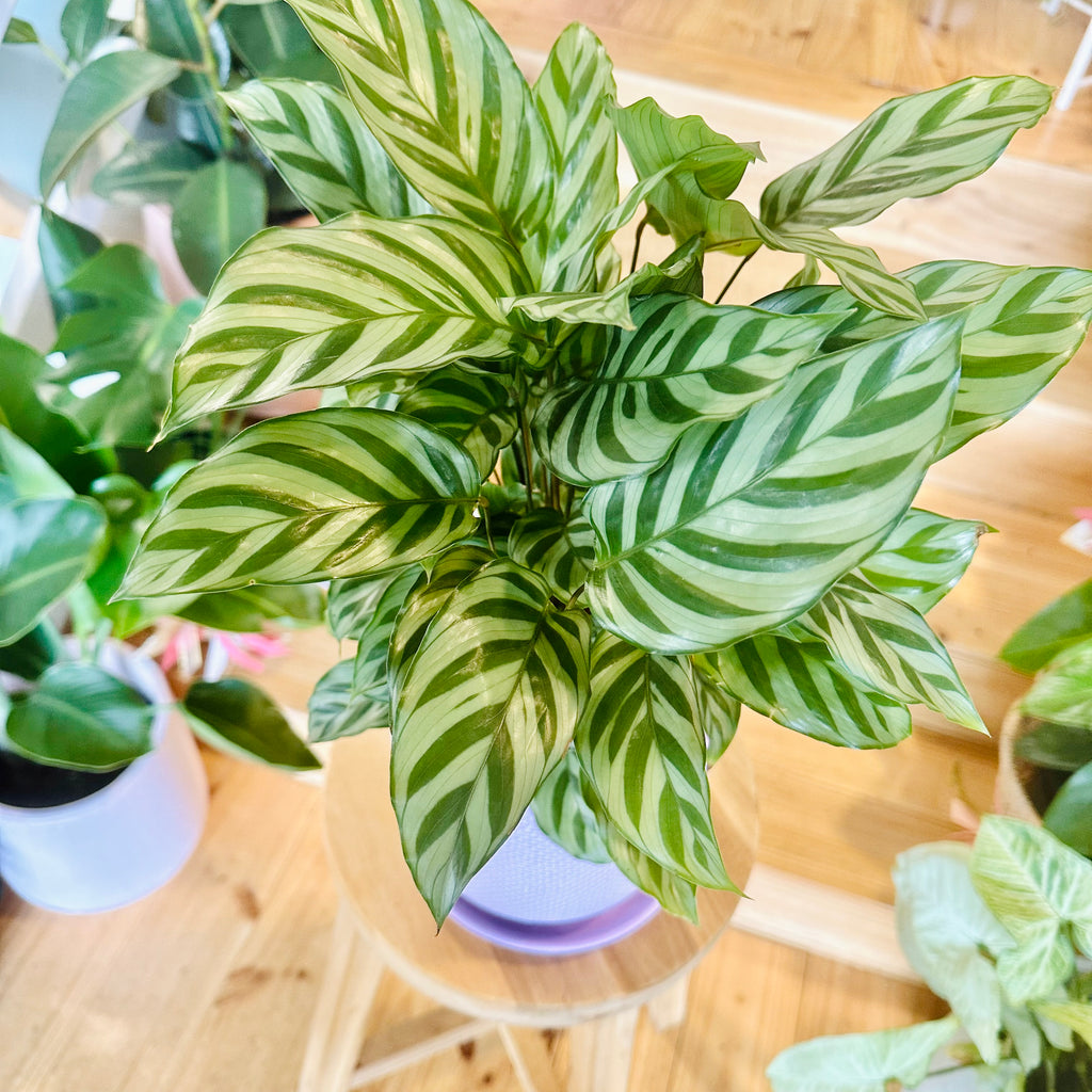 Freddy Calathea - 140mm (Pot Combo Option)