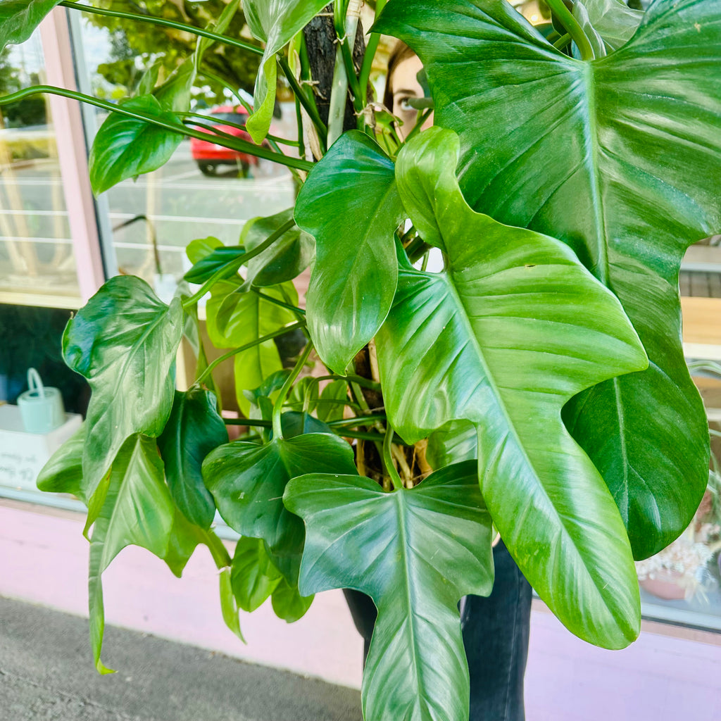 Horsehead Philodendron - 250mm