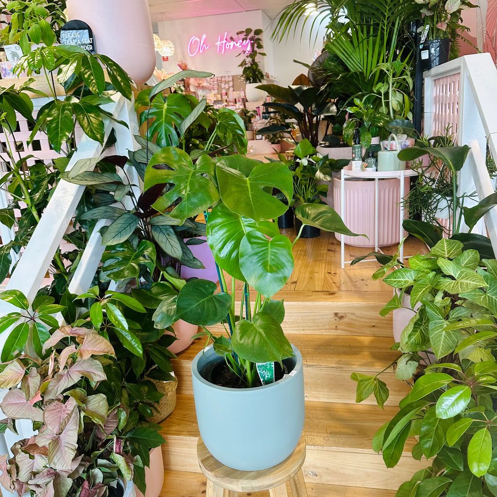 Monstera Deliciosa - 200mm (Pot Combo Option)