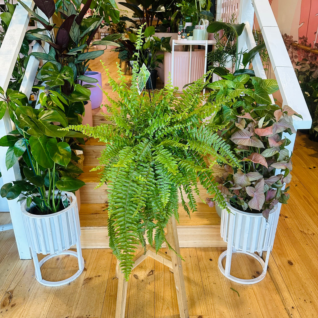 Bostern Fern - Hanging Basket