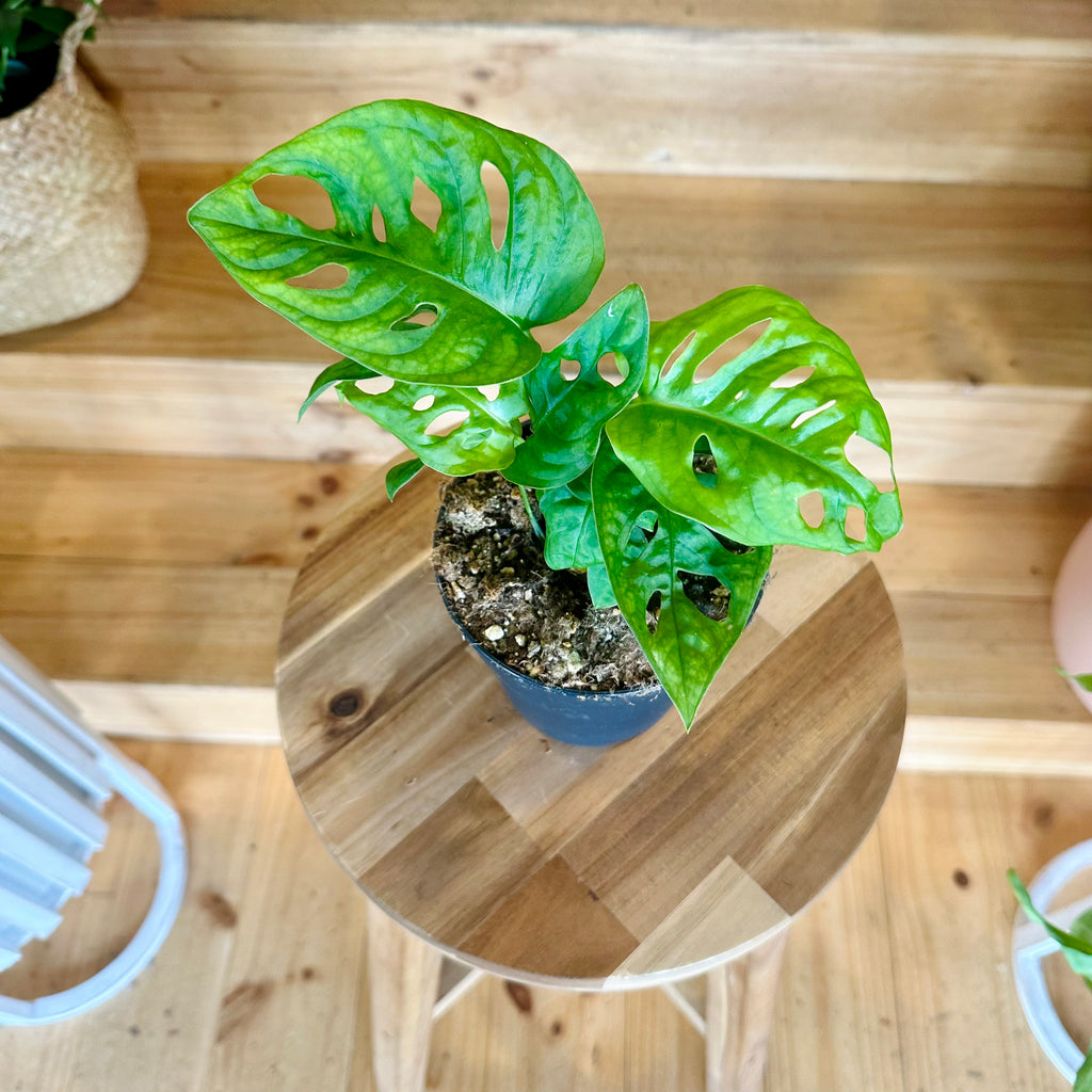 Monstera Adansonii/Swiss Cheese Plant 120mm - (Pot Combo Option)