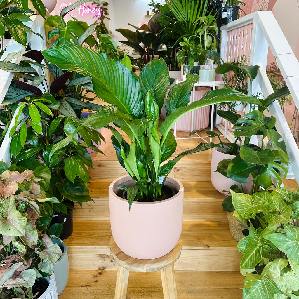 Peace Lily - 200mm (Pot Combo Option)