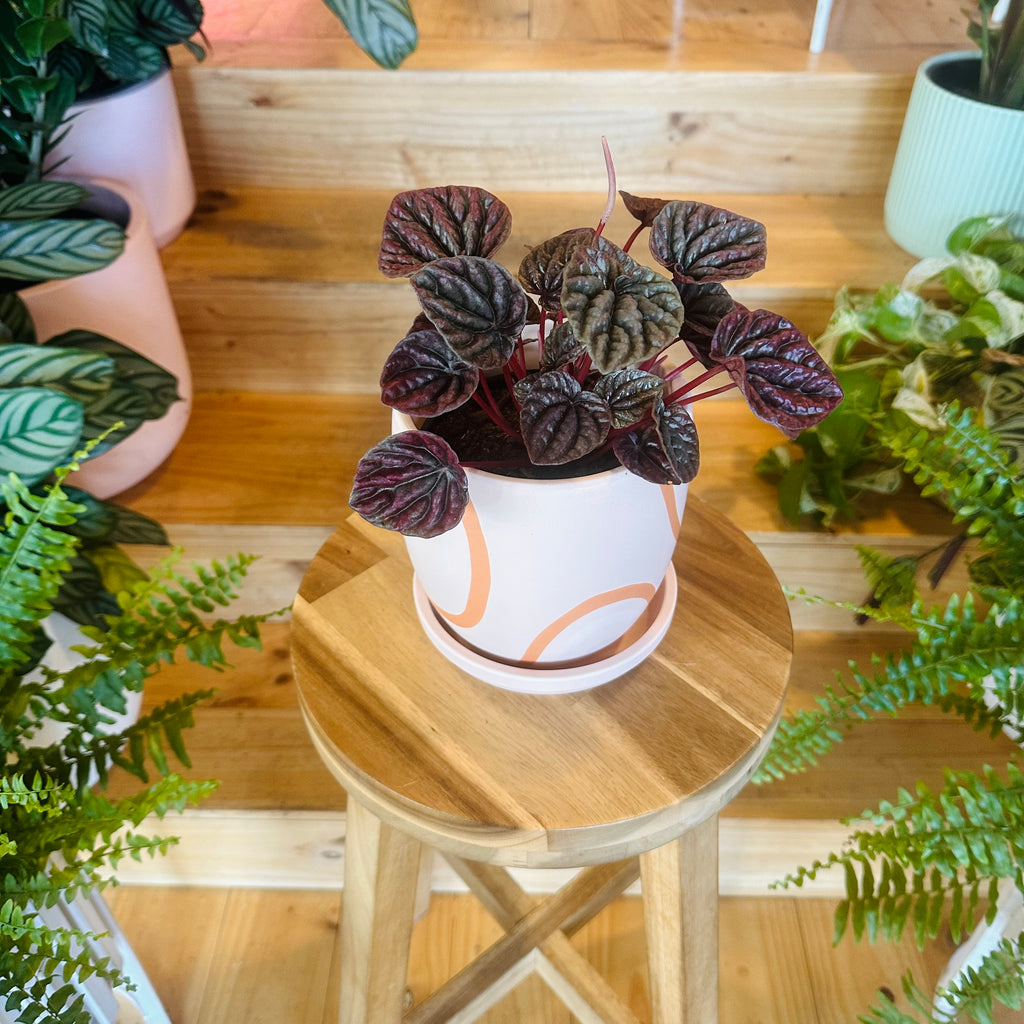 Peperomia ‘Red Luna’ - 130mm (Pot Combo Option)